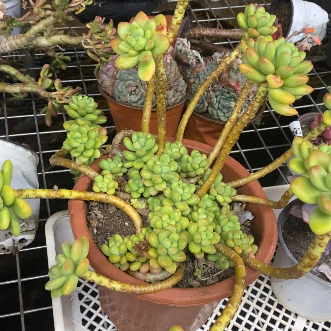 香格里拉整桩整群大盆，230杯