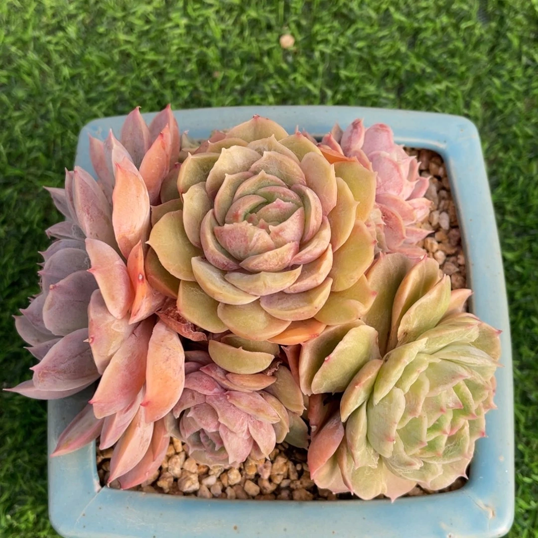 昂斯诺石化手捧花