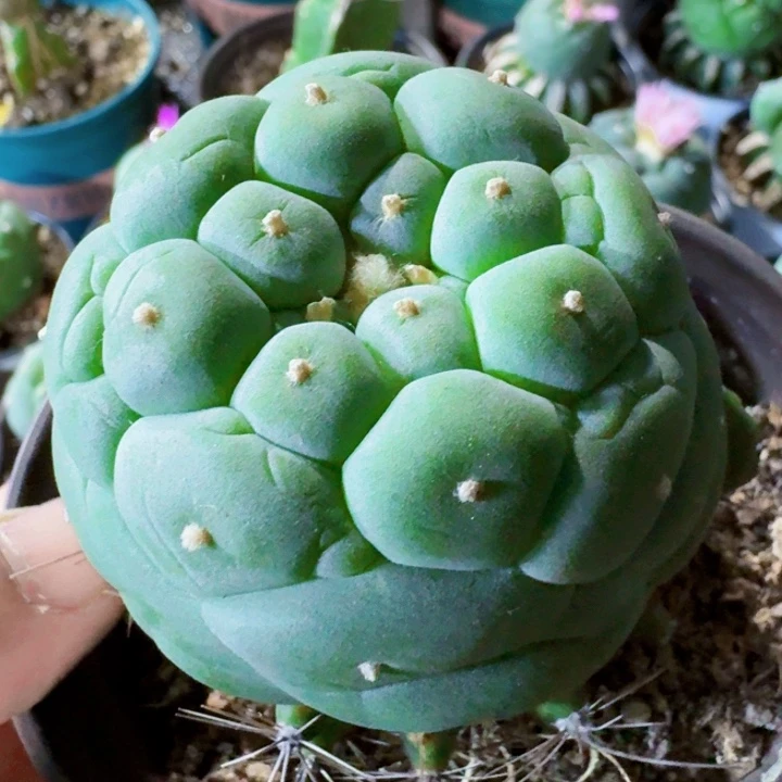 福利苗接大尤624