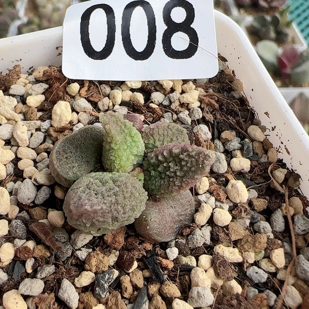 实生水泡 出售整盆（满38包邮）