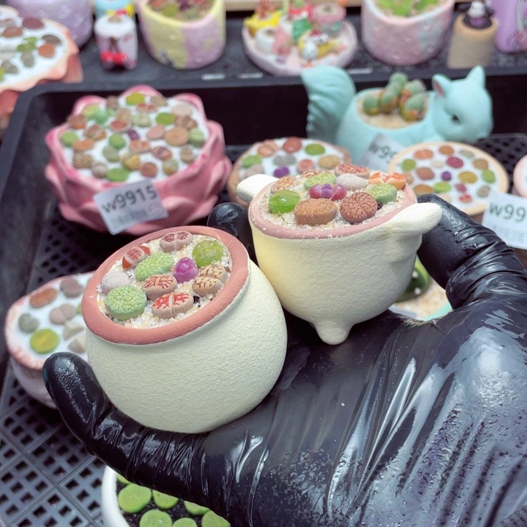 w9920--带盆土发货，一物一拍