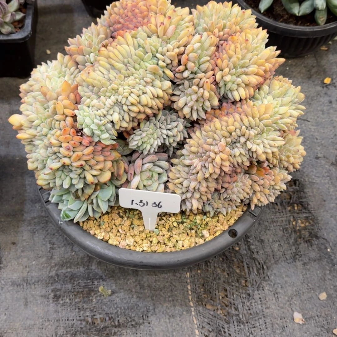 尼***k一物一拍超大韩橙缀化136