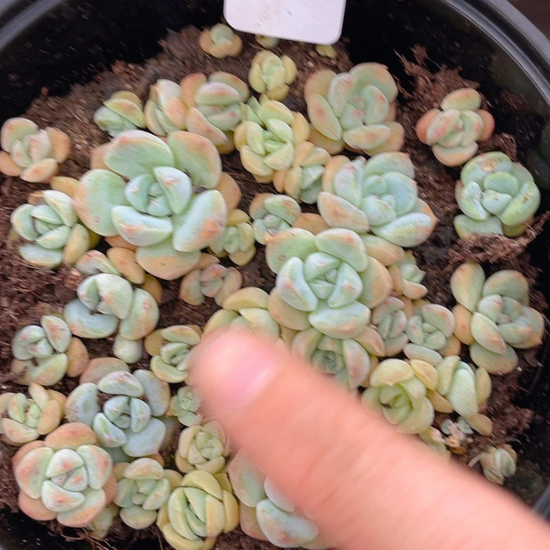 多肉植物多肉植物312