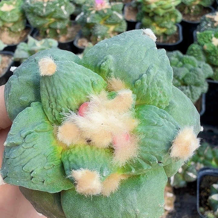 无花朵214大尤珊瑚怒涛