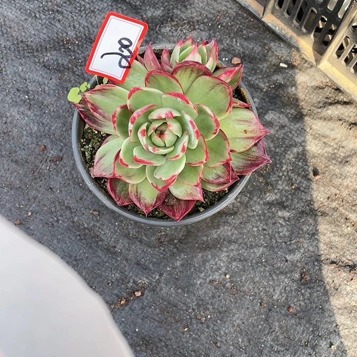 言***。20////////////////