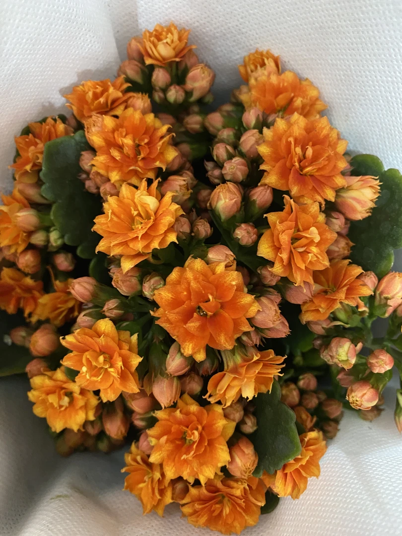 长寿花【曙光】110稀有品种