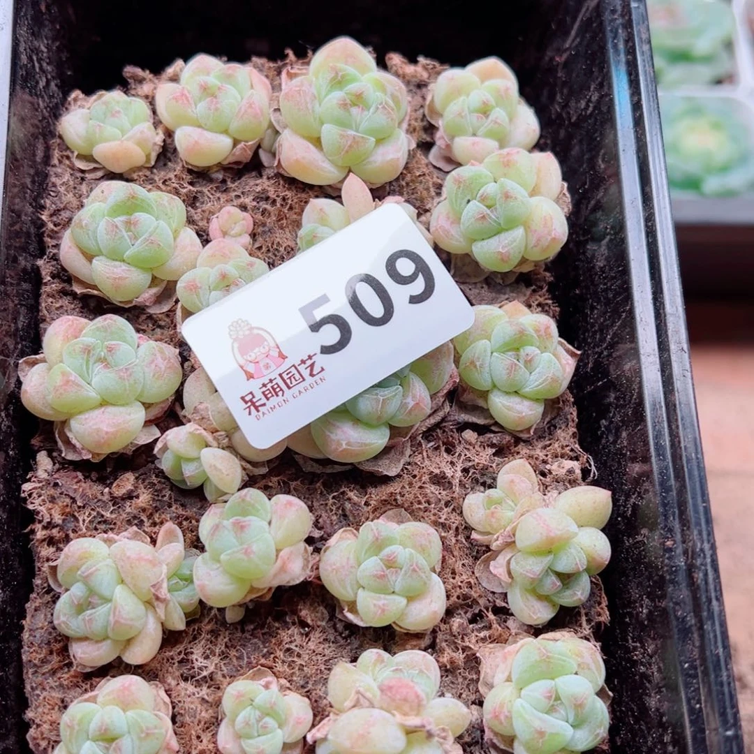 多肉植物多肉植物