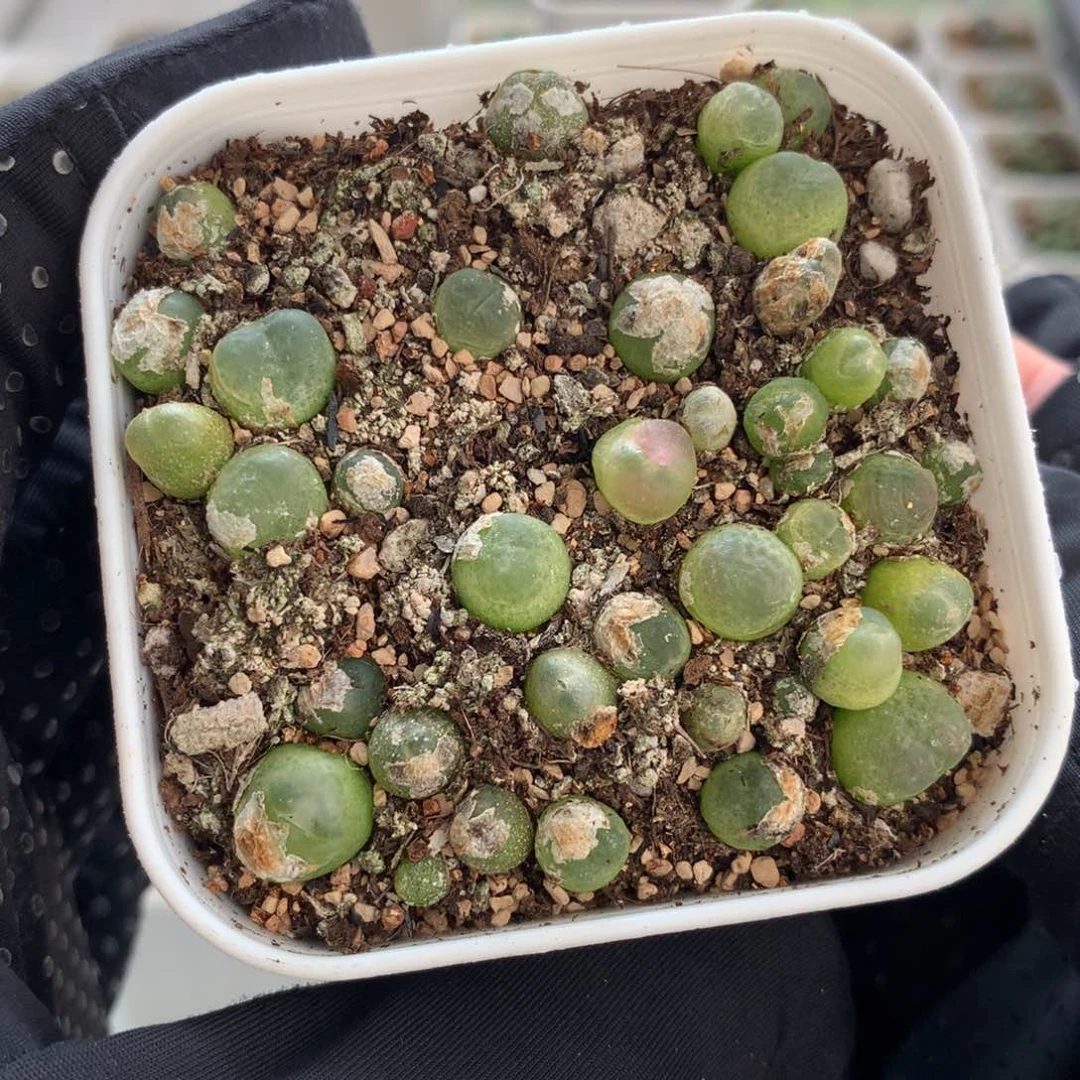 a065大王拉登一盆