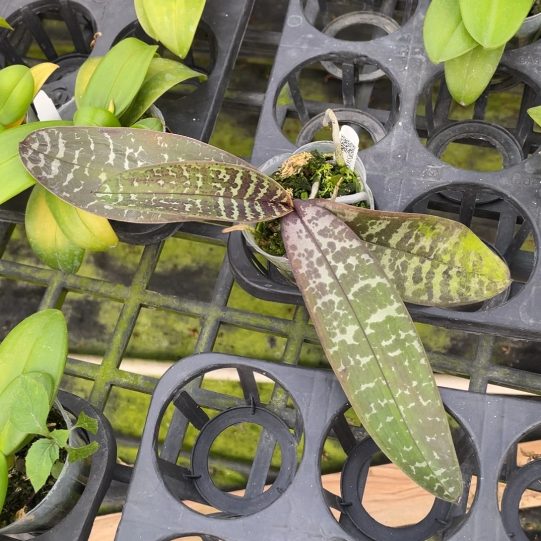 当前无花栽培后可以开花swr22in史塔基