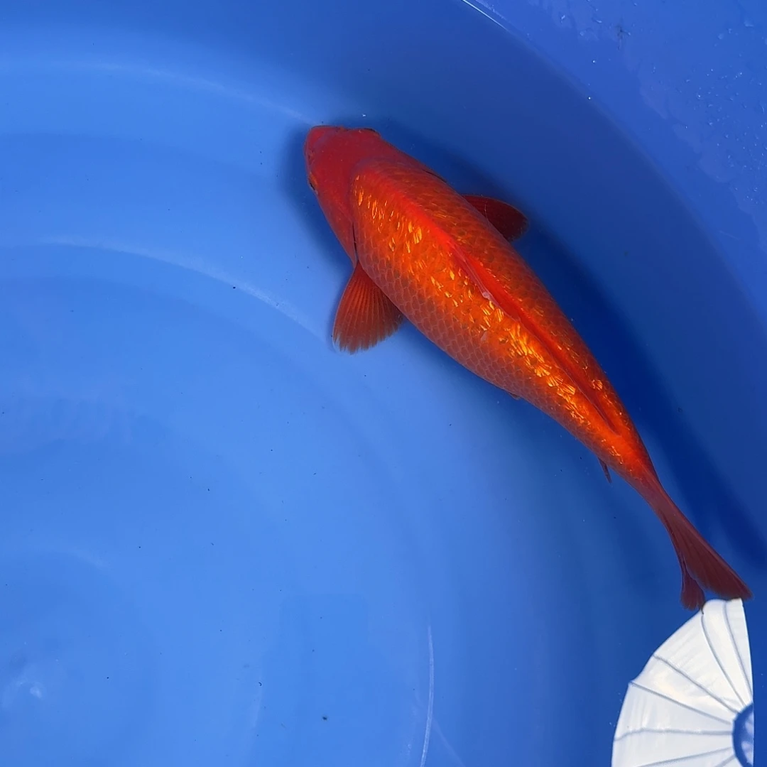 不***心锦鲤诚太郎红芥子