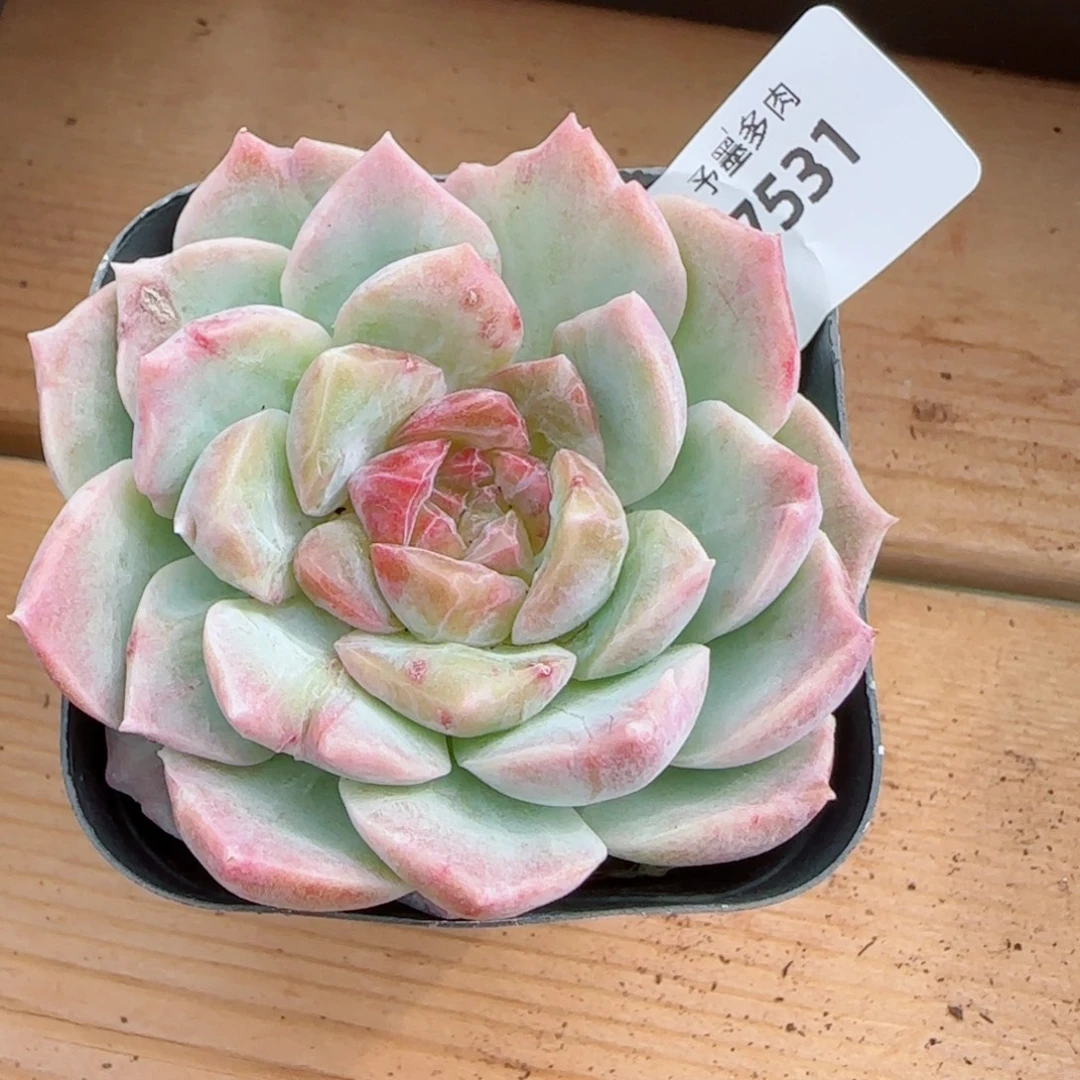 梦幻泡影石化，7531多肉植物