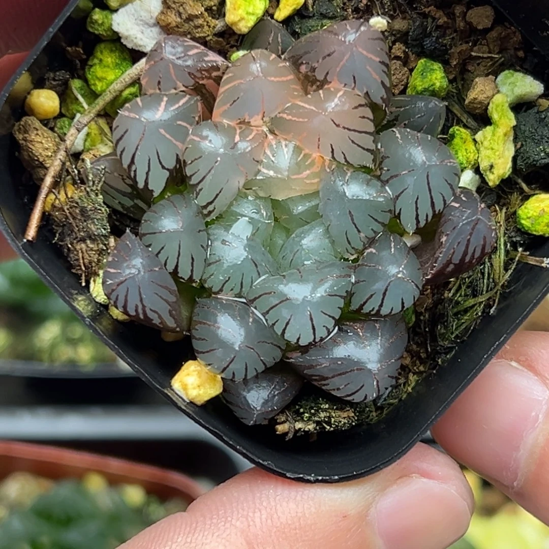 41冰灯玉露锦一物一拍