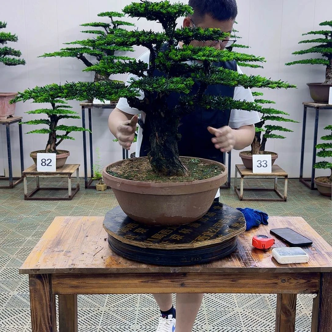 无花朵米叶罗汉松造型盆景