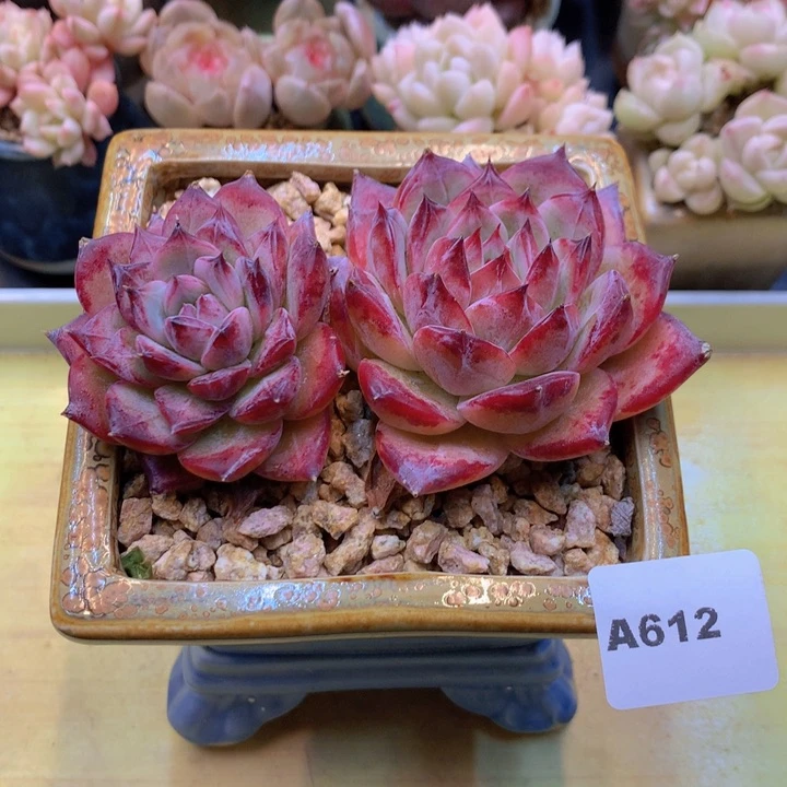 一物一拍满38包邮A612