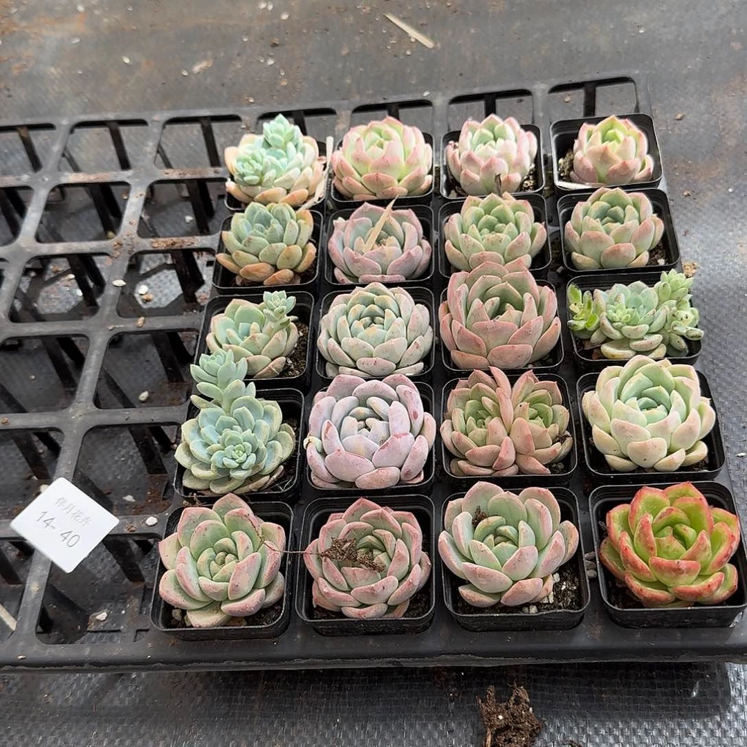 14-40梦露母本杂交混合二十颗量拍