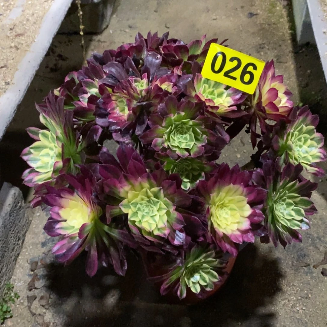 天河多肉法师026