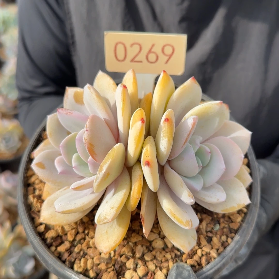 0269。        奶茶双头肉