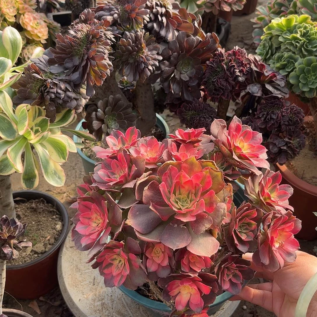 6香妃法师多肉植物