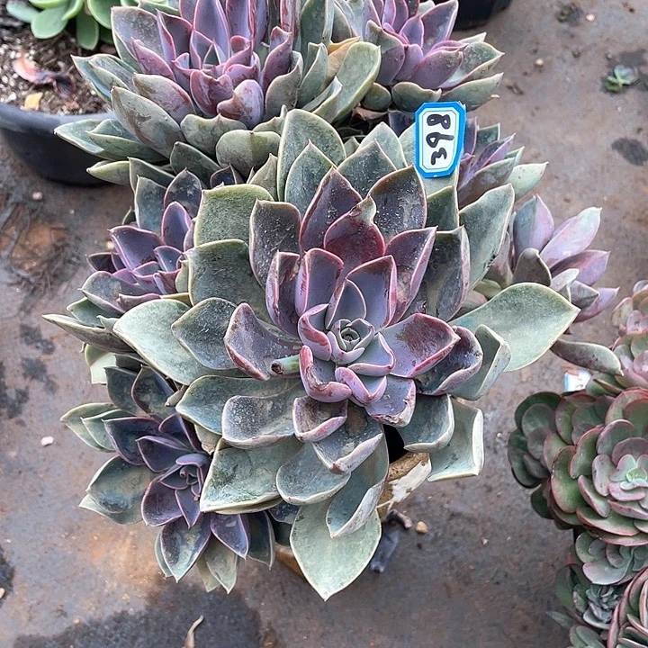 398紫气东来 一物一拍多肉