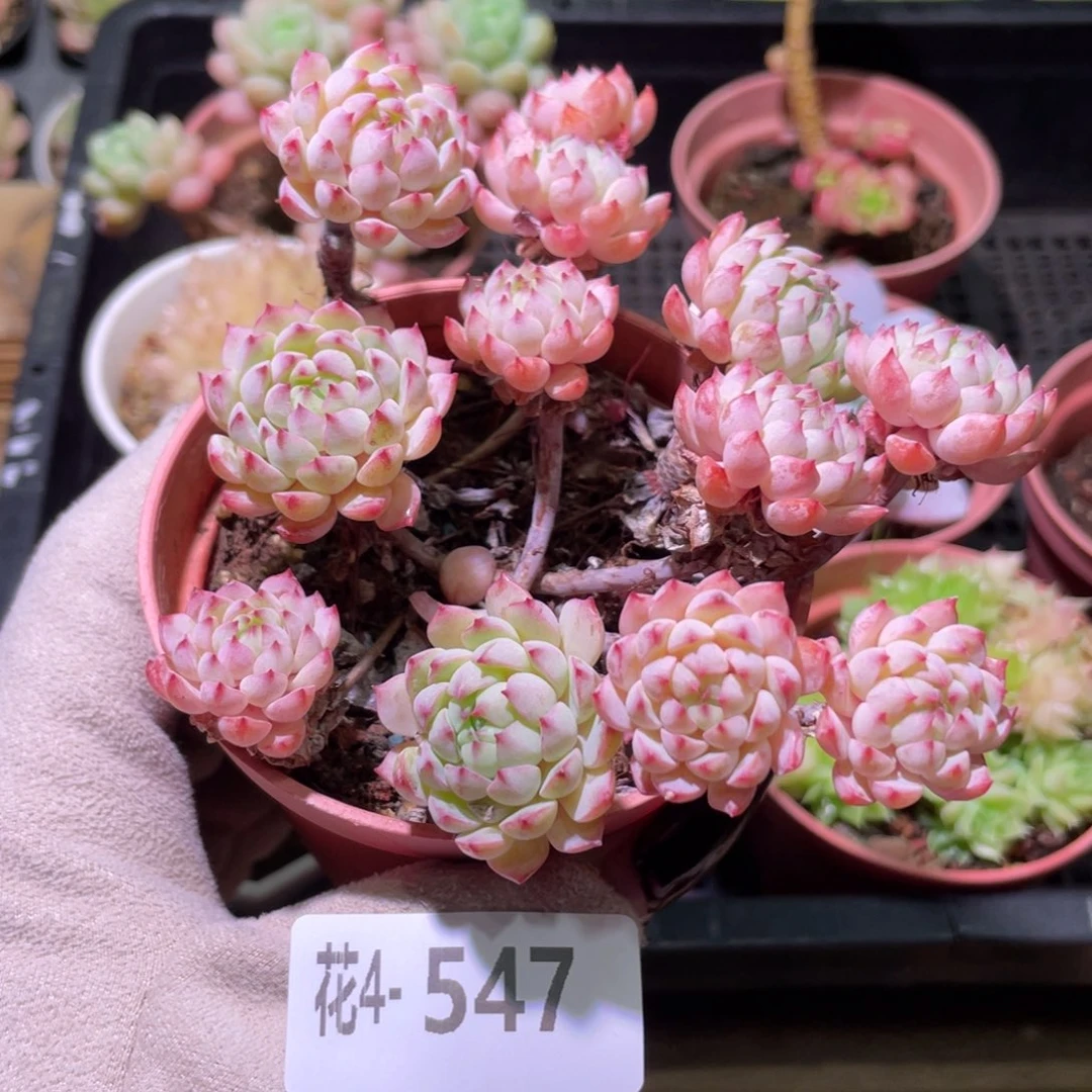 花利美4-547小粉莓