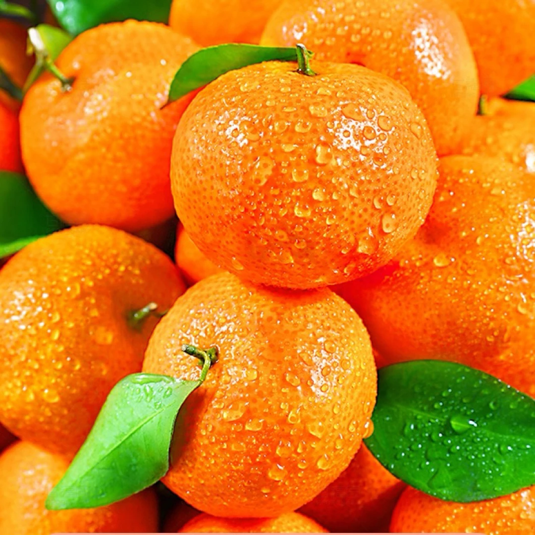 【次日达】金秋砂糖橘新鲜水果当季砂糖桔蜜橘桔子新鲜时令水果云南省