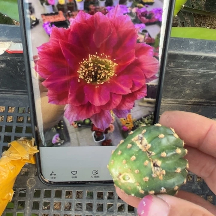 31丽花美花2虫咬歪无根侧芽3公分左右20包邮