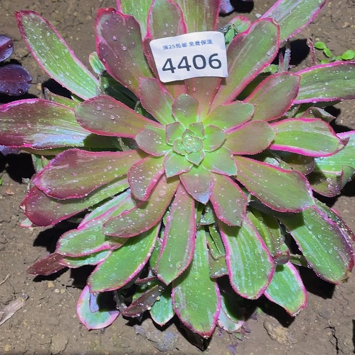 4406浣纱多肉植物