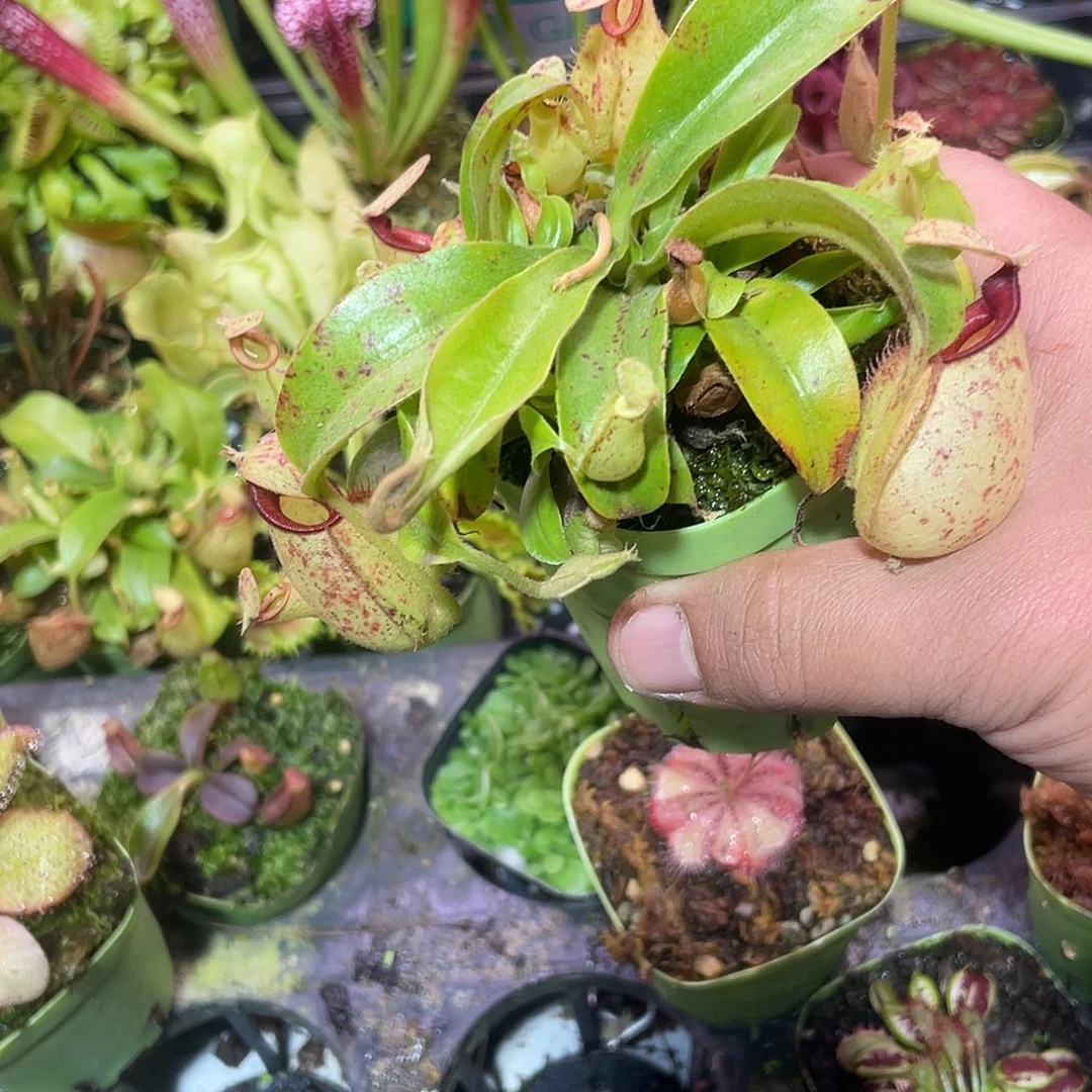 完全开放虎克猪笼草