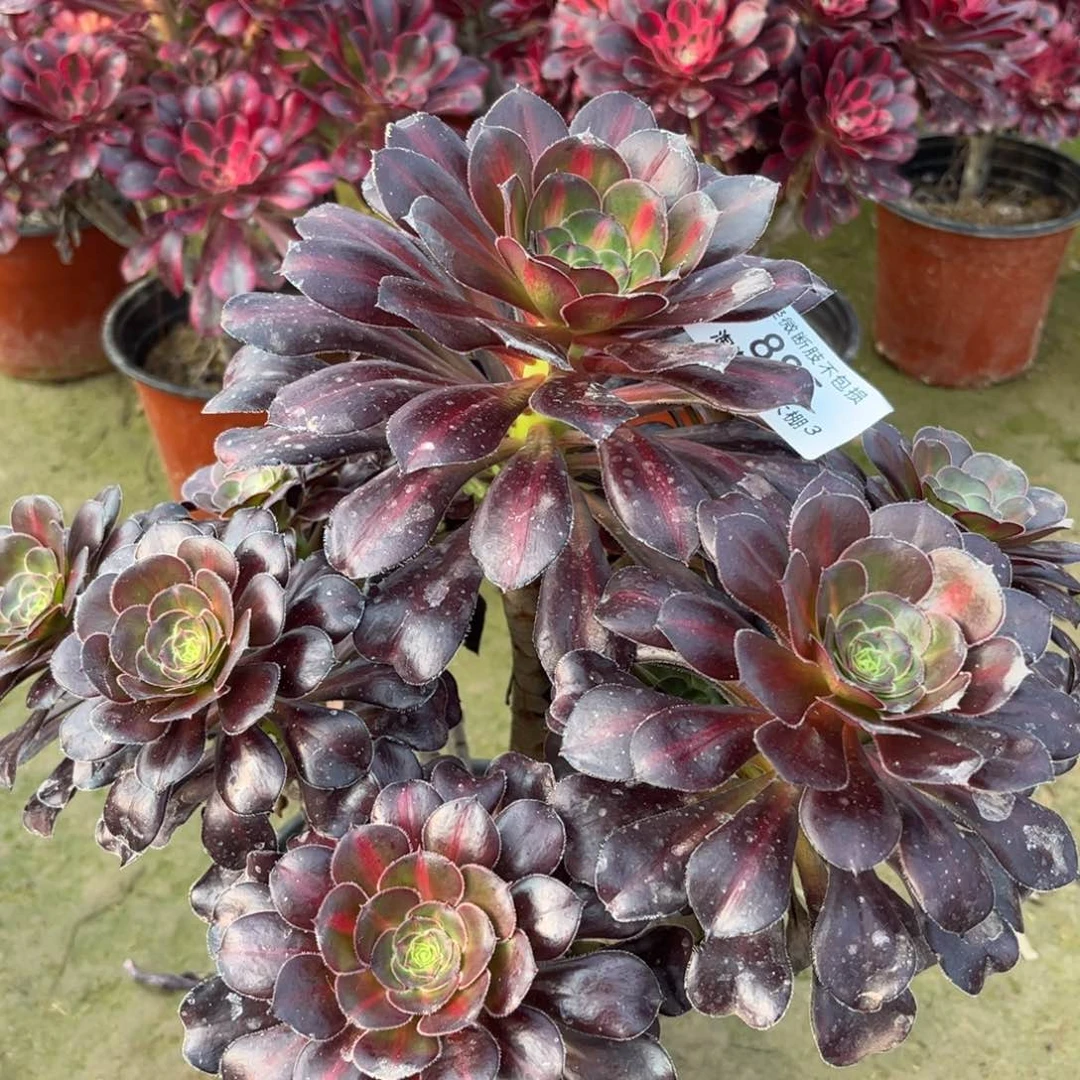 885丽娜中班多肉植物法师