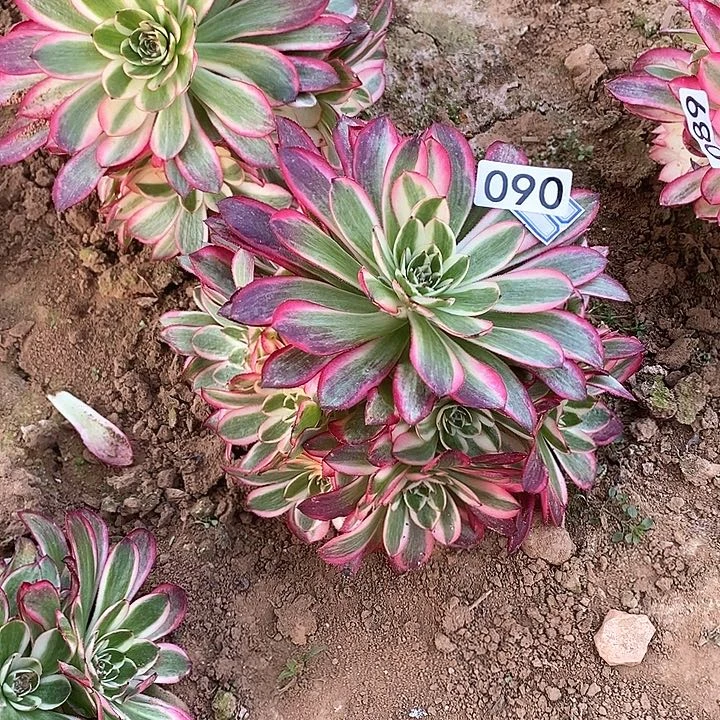 唐*。多肉植物法师90倾城