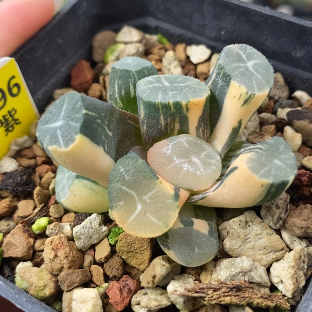 496玉龙万象锦一物一拍