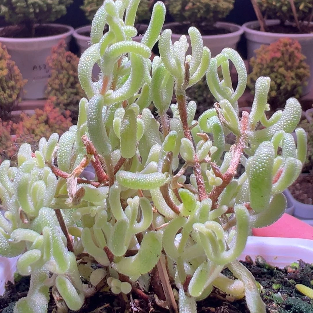 478超白一物一拍带盆土发货