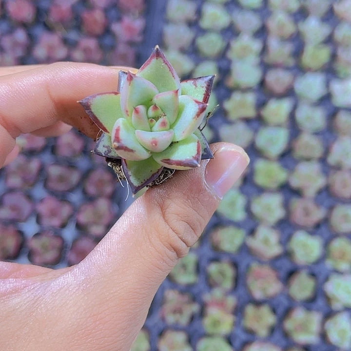 精品乌木多肉植物
