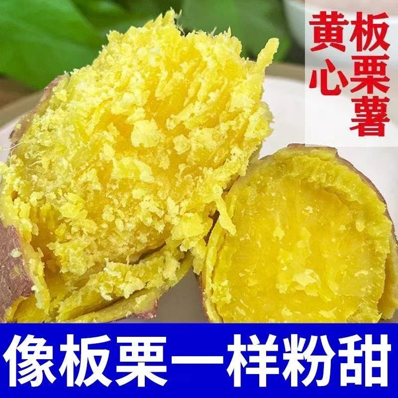 【新鲜现挖】沙地板栗薯干面粉糯黄金黄心地瓜鸡蛋黄番薯