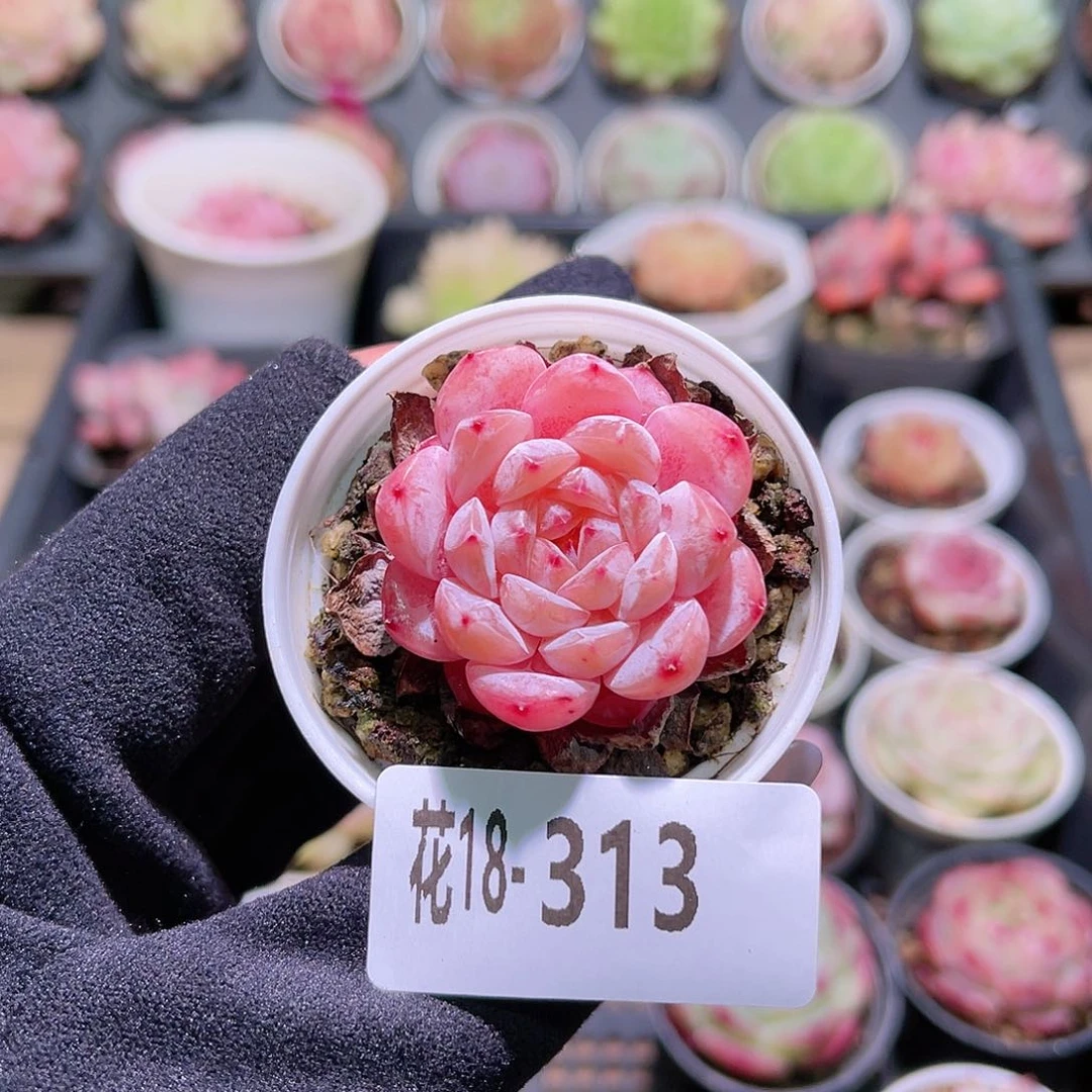 花利美18-313果汁