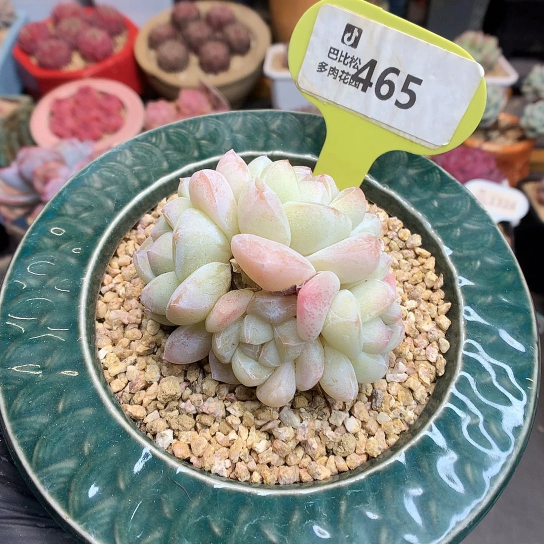 465 粉透冰玉多肉