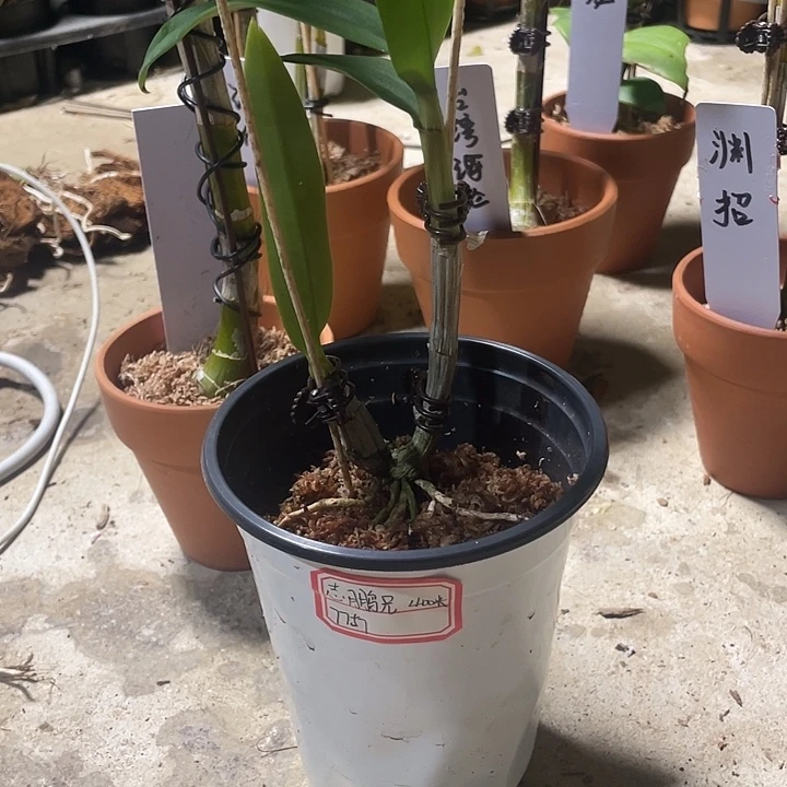 当前无花栽培后可以开花泼墨红燕石斛