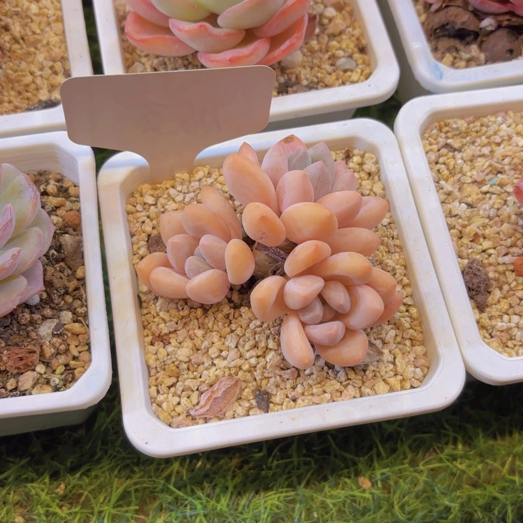 袁***️云南金致家精品多肉