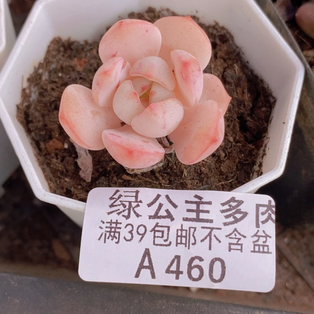 香草单头460多肉植物