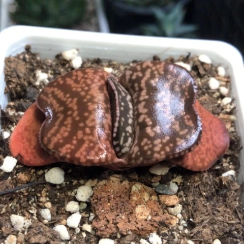 兮*恐龙蜗牛哈哈哈哈哈哈哈