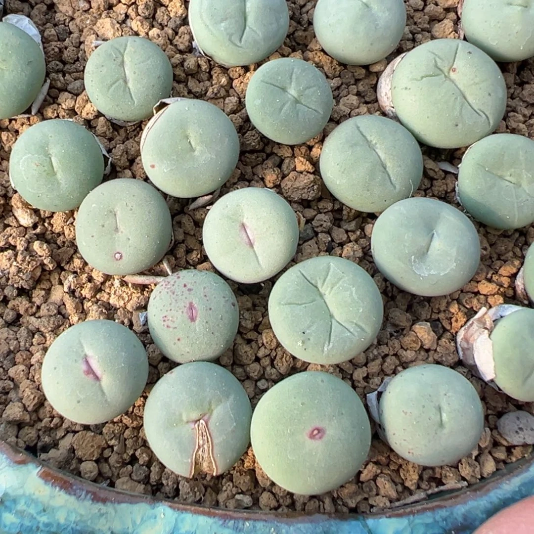 量拍大型嘟嘟红嘴5颗