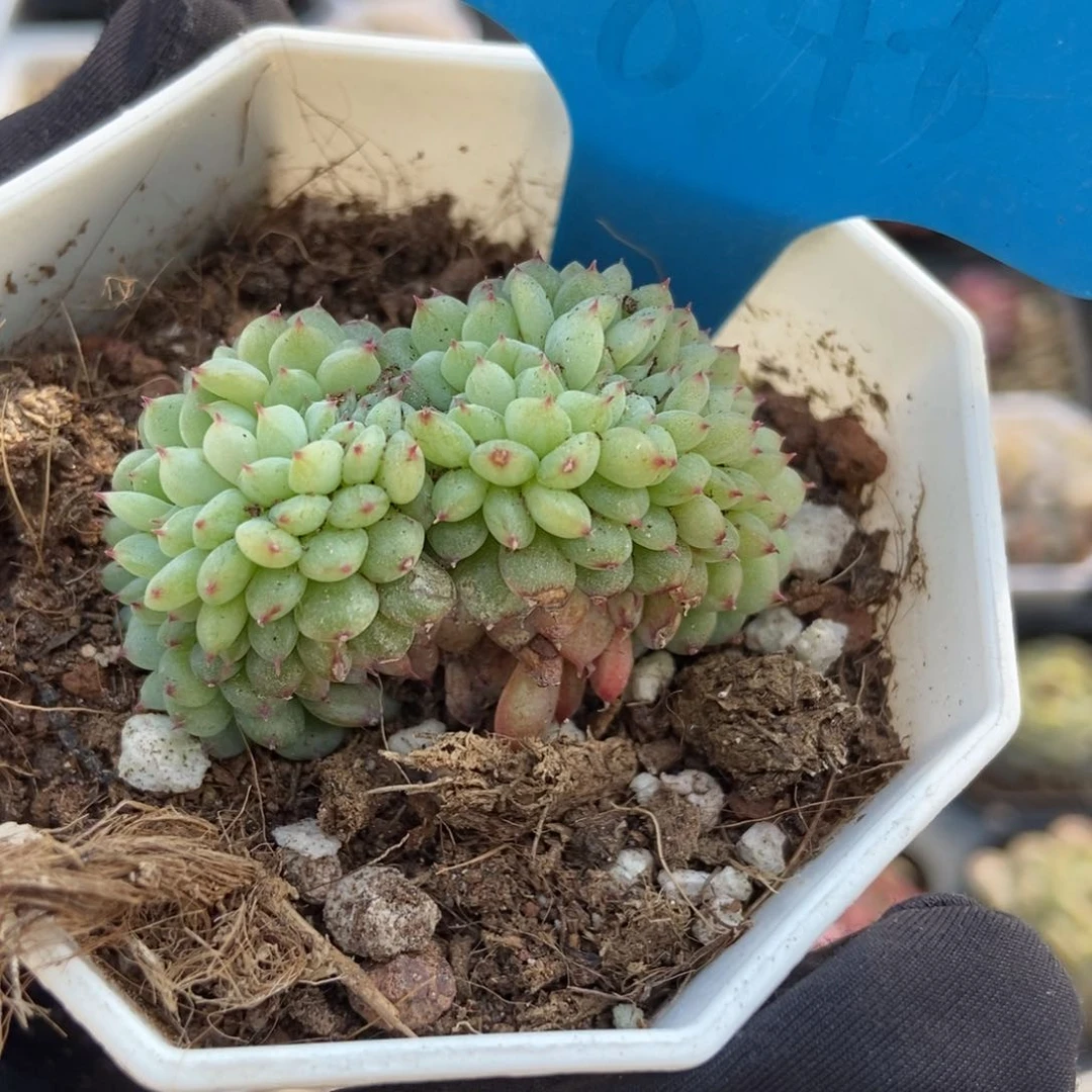 846白胖子缀多肉植物