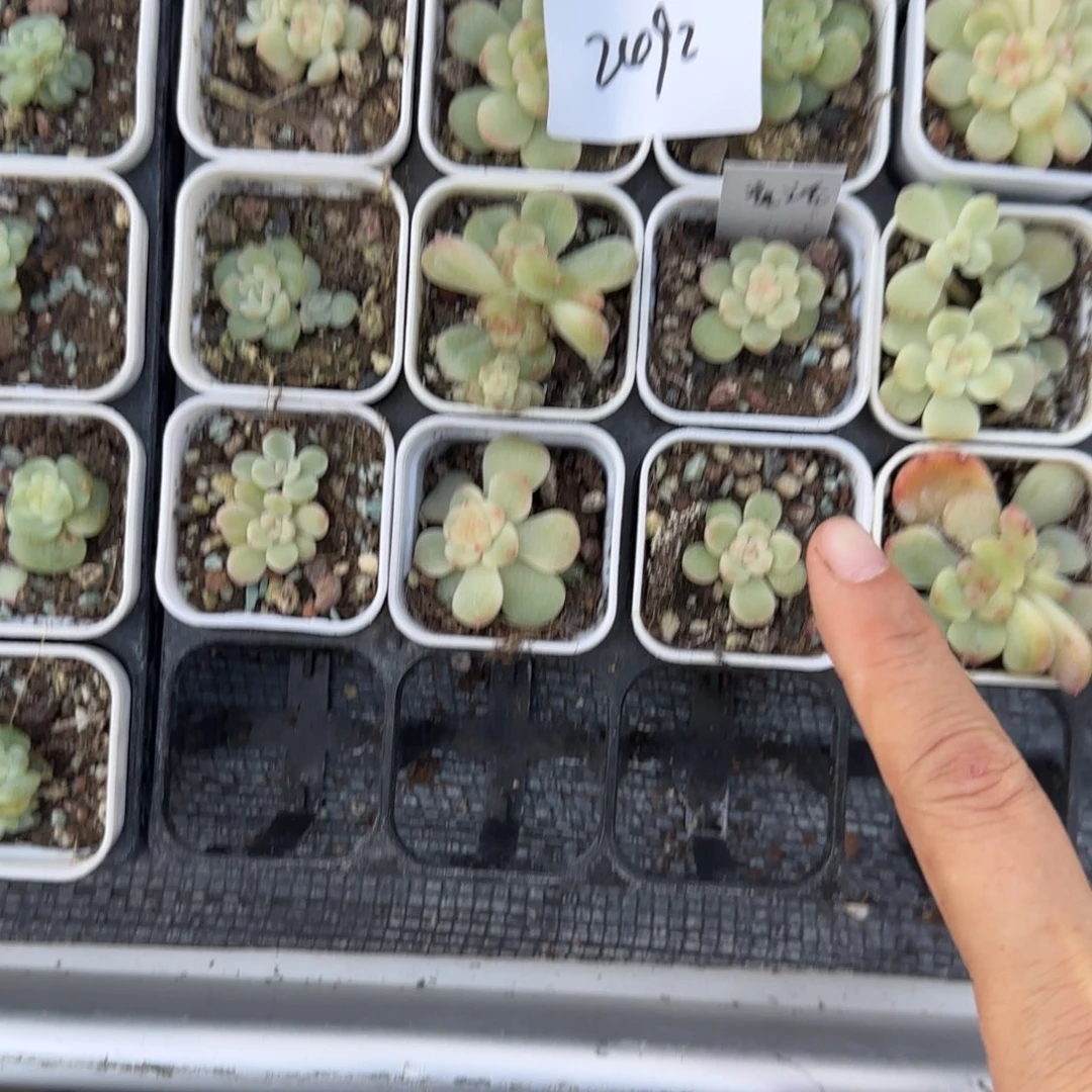 量2492童话10个满20包邮