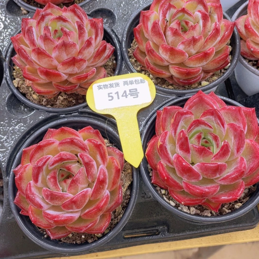 514号 冰透夜魔侠单头一个