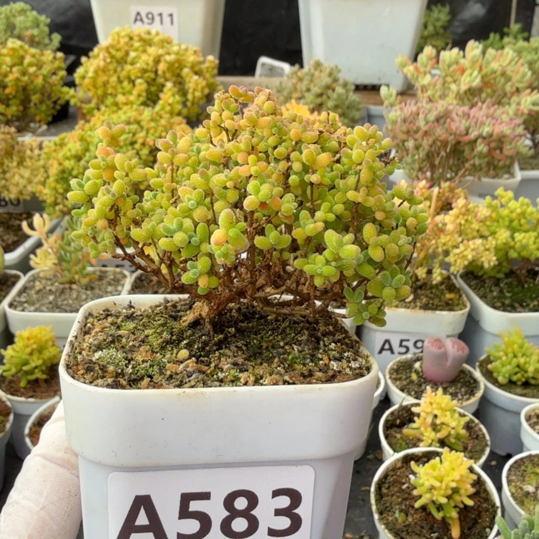 A583蜜橘糖球枝干