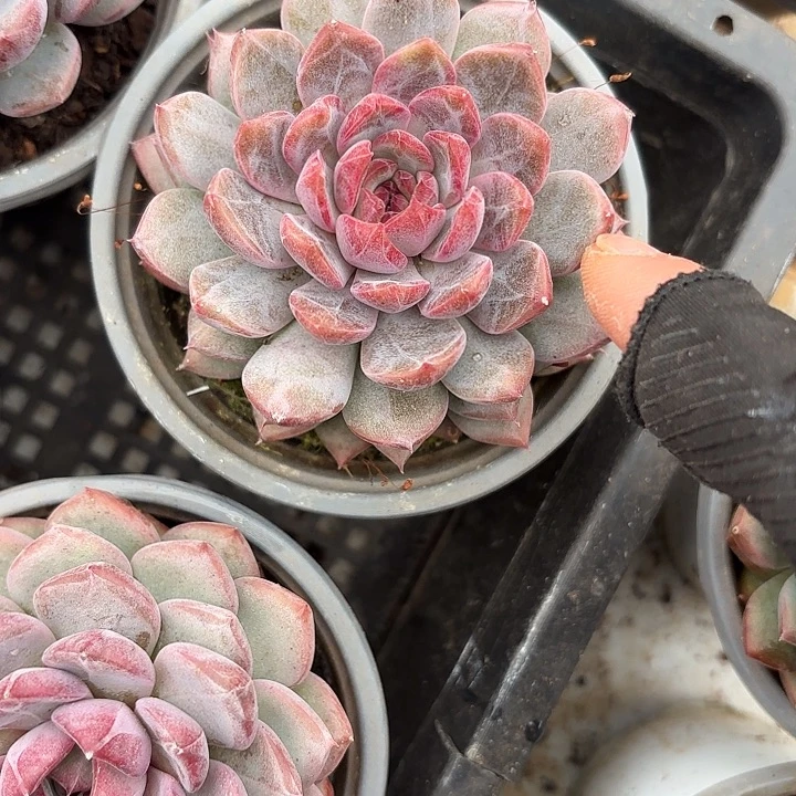 伊芙琳（拍满18发货、偏远地区不包邮）