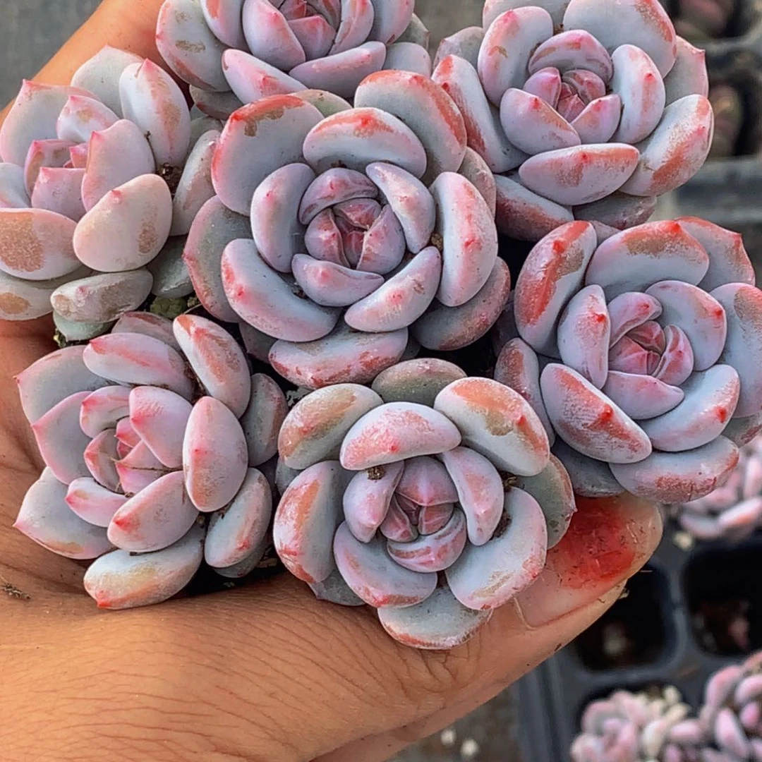 星影小。。（不满9.99发叶子）