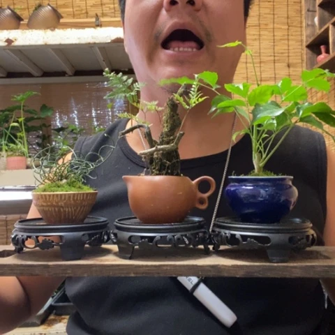 红陶一物一拍所见即所得27