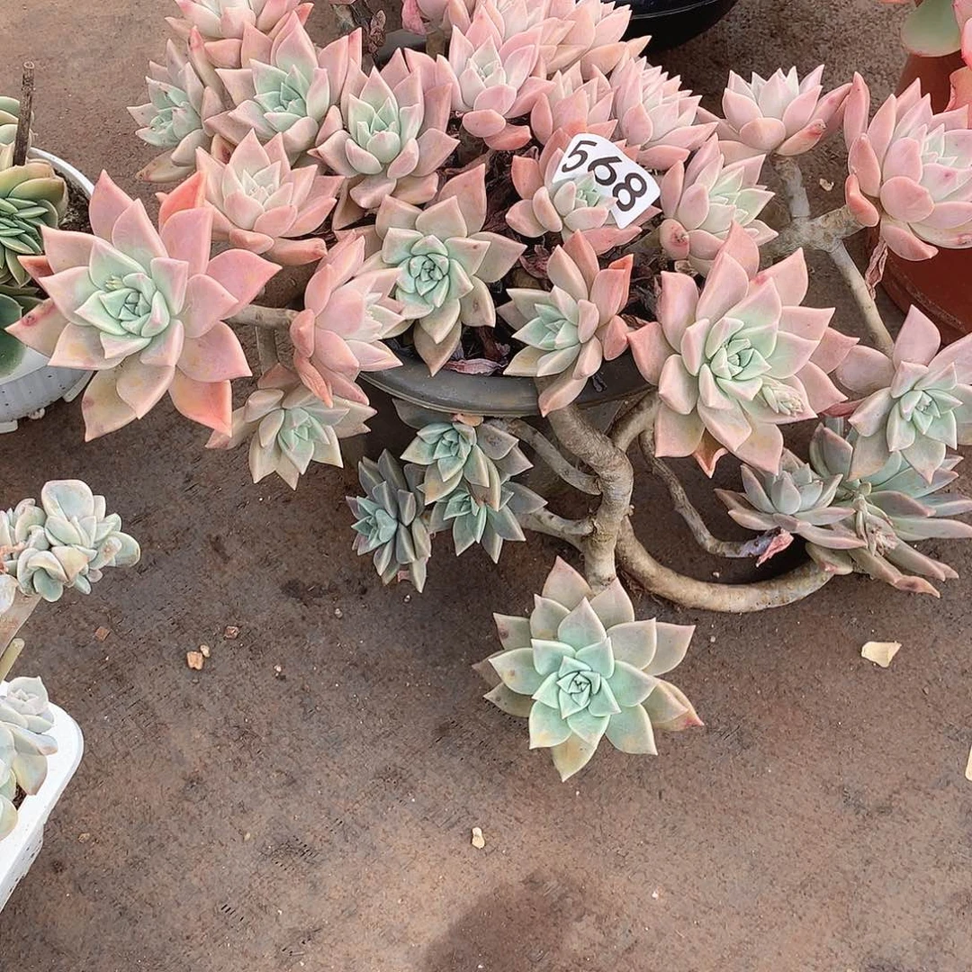 568血色黄昏 一物一拍多肉