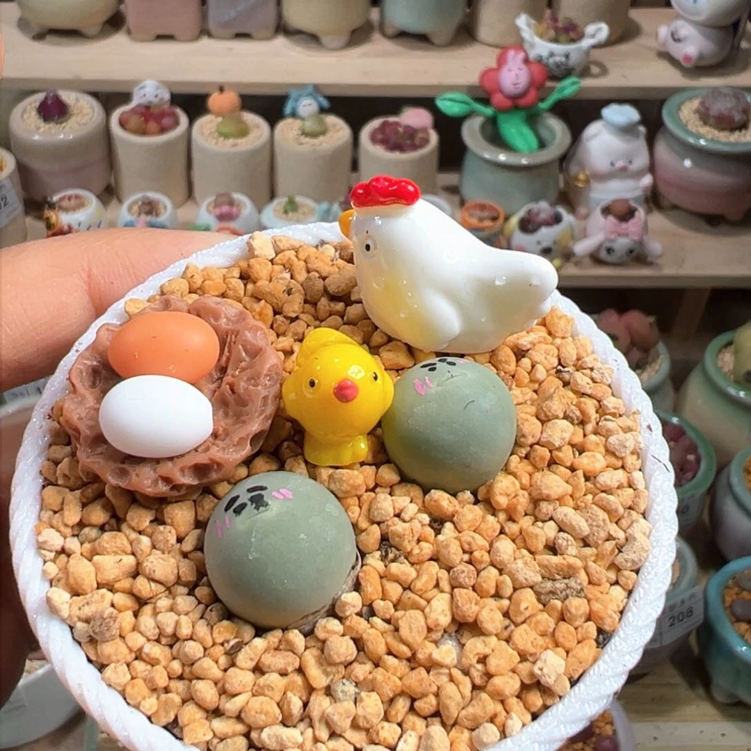 多肉植物218号鸽子蛋